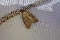 Pachycnemia hippocastanaria hippocastanaria