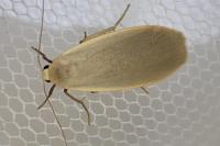 Collita griseola