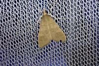 Mecyna asinalis