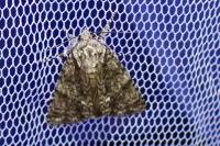 Acronicta rumicis