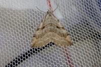 Aplocera efformata
