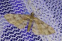 Gymnoscelis rufifasciata