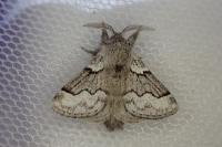 Trichiura crataegi