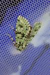 Griposia aprilina