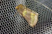 Diachrysia chrysitis