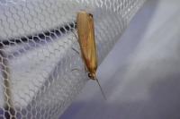 Oncocera semirubella