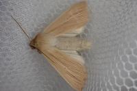 Mythimna pallens