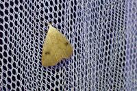 Rivula sericealis