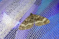Epirrhoe alternata