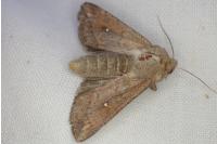Mythimna albipuncta