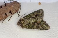 Dryobotodes eremita