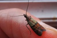 Plodia interpunctella