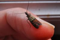 Plodia interpunctella