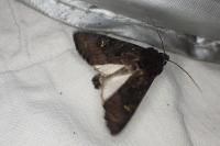 Aporophyla nigra
