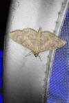 Patania ruralis