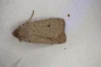 Xestia castanea