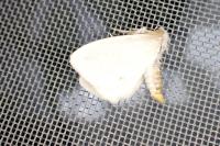 Sphrageidus similis