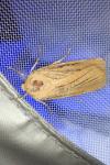 Noctua fimbriata