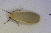 Collita griseola