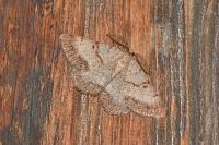 Selidosema brunnearia brunnearia