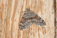 Thera britannica/variata