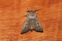 Tholera decimalis
