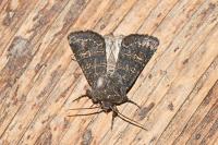 Tholera cespitis