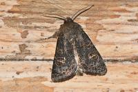 Tholera cespitis