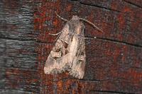 Trigonophora jodea