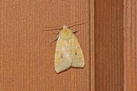 Cirrhia icteritia