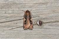 Xestia c-nigrum
