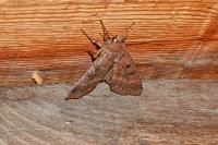 Xestia stigmatica