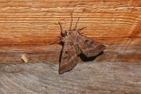 Xestia stigmatica