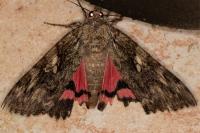 Catocala dilecta
