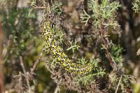 Cucullia tanaceti