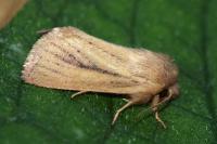 Denticucullus pygmina