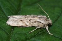 Lithophane leautieri