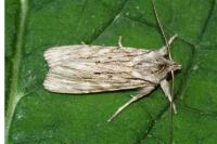 Lithophane leautieri