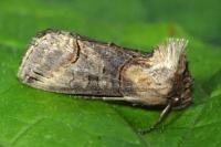 Abrostola triplasia