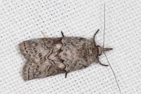 Nycteola columbana