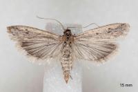 Phycitodes inquinatella