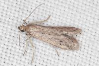 Phycitodes inquinatella