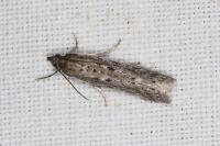 Phycitodes saxicola