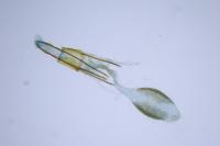 Phycitodes saxicola