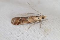 Ancylosis cinnamomella