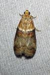 Acrobasis tumidana