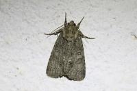 Acronicta rumicis