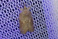 Nycteola columbana