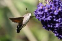 Macroglossum stellatarum