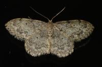 Idaea libycata